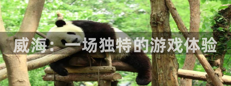 28大神开奖预测：威海：一场独特的游戏体验